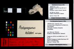 Foto (Objekt + Etikett) von Ammopylocheles mclaughlinae (Van Bakel et al., 2008)  (NHMW-GEO-1990-0041-3315)